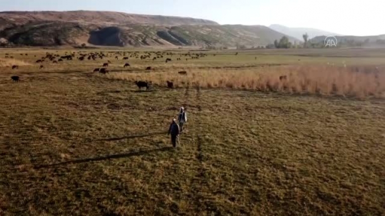 Engelli kardeşler 20 yıldır mandalara çobanlık yapıyor