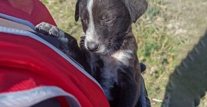 Görme Engelli Yavru Köpek Koruma Altına Alındı