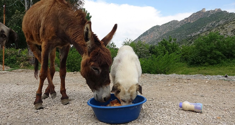 Engelli Eşek ile köpeğin dostluğu