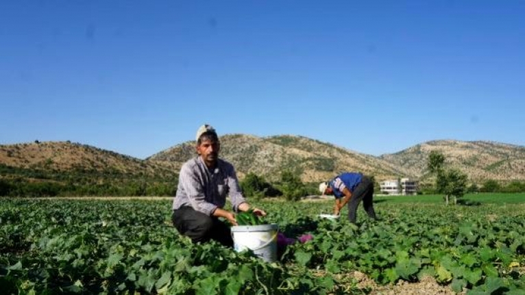 Ortopedi engelli aldığı sosyal yardım parasıyla salatalık bahçesi kurarak, iş sahibi oldu.