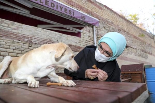 Emine Erdoğan engelli köpek Leblebi'yi sahiplendi, barınağa ilgi arttı.