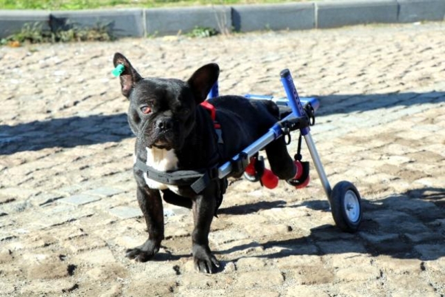 Bacakları felç olan köpek yürüteçle hayata tutundu