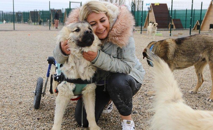 Engelli köpekler için barınak kurdu