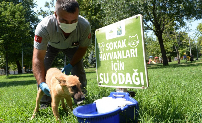 Sokak hayvanları için ‘Bir Kap Can Suyu’