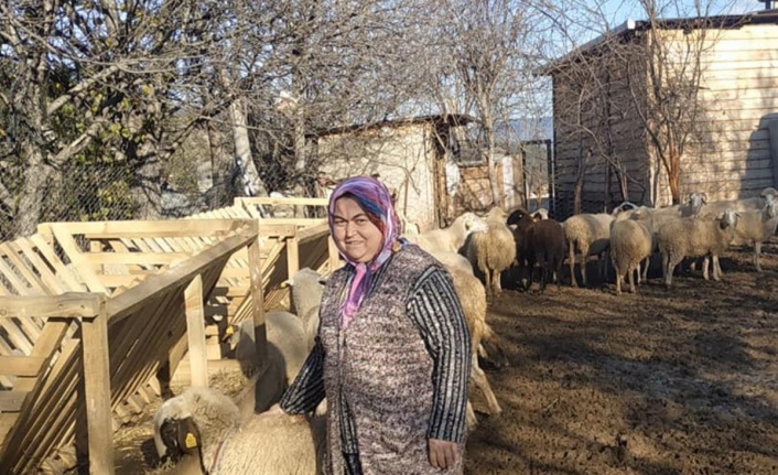 Karabük'te İŞKUR desteğiyle işini kuran engelli kadına koyunları teslim edildi