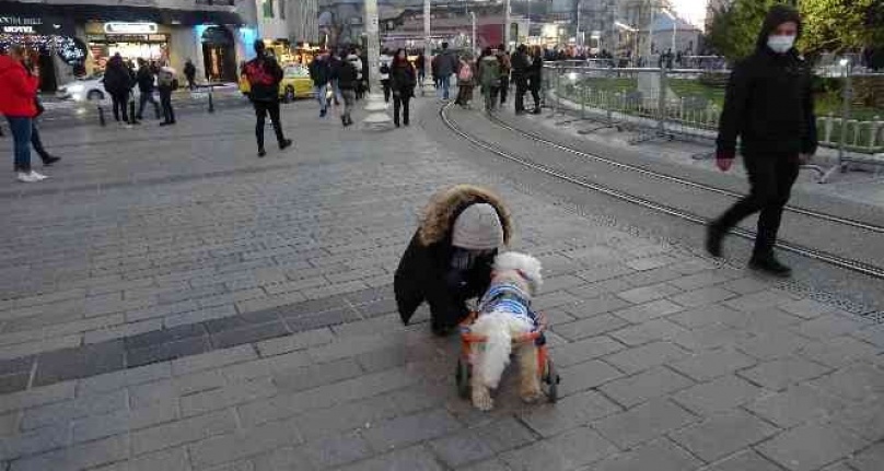 Taksim'de engelli köpeğin yürekleri ısıtan görüntüsü