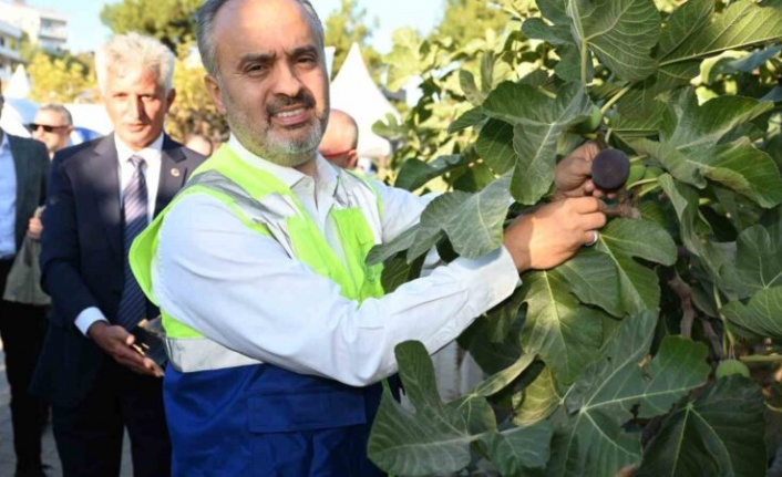 Bursa’nın 'Siyah incisi’nde hasat başlad