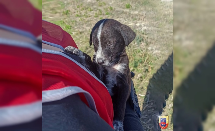 Görme Engelli Yavru Köpek Koruma Altına Alındı