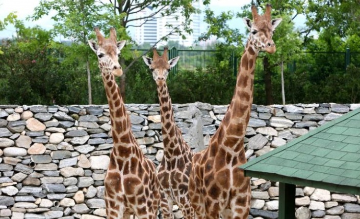 Bursa Hayvanat Bahçesi yarıyıl tatilinde karnesiyle gelen öğrencilere ücretsiz