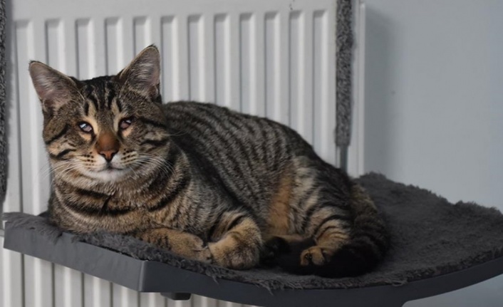 Tedavisini Yaptığı Görme Engelli Kedi "Yogi"ye Kliniğinde Bakıyor