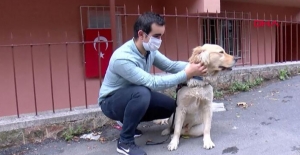 Görme engellilerin can yoldaşı: Rehber Köpekler