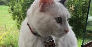 Bu da engelli kedi cinayeti, silahla öldürdüler