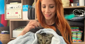 Engelli 3 kedi, veterinerde fizik tedaviyle yürümeye başladı