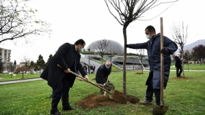 Osmangazi erguvan çiçekleri ile renklenecek